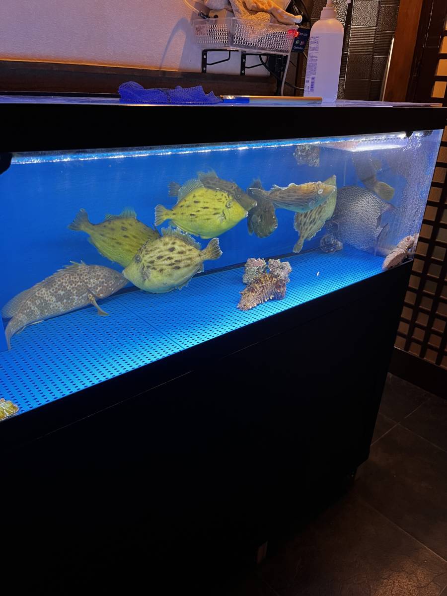 活魚用 生簀 水槽 1200 活魚用 生簀 水槽 1200