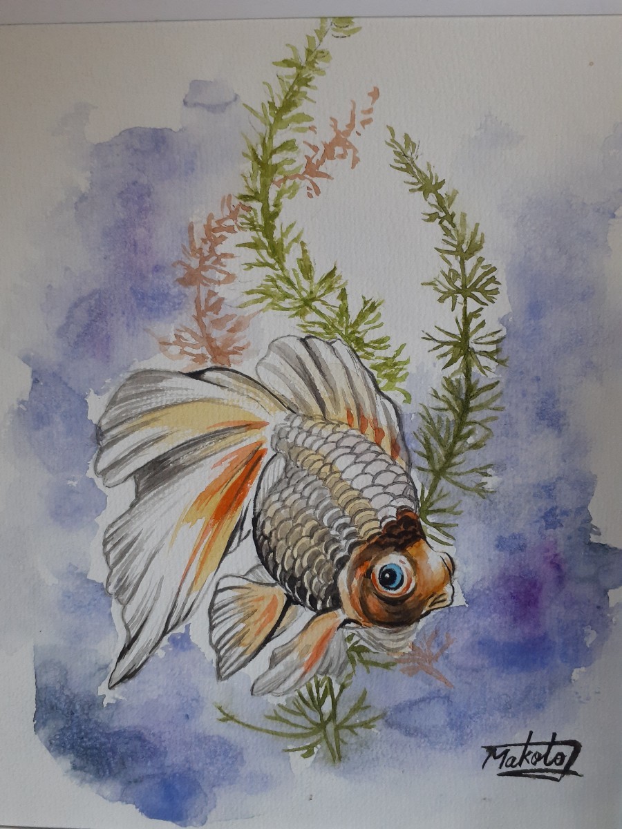 水彩画　金魚_画像3