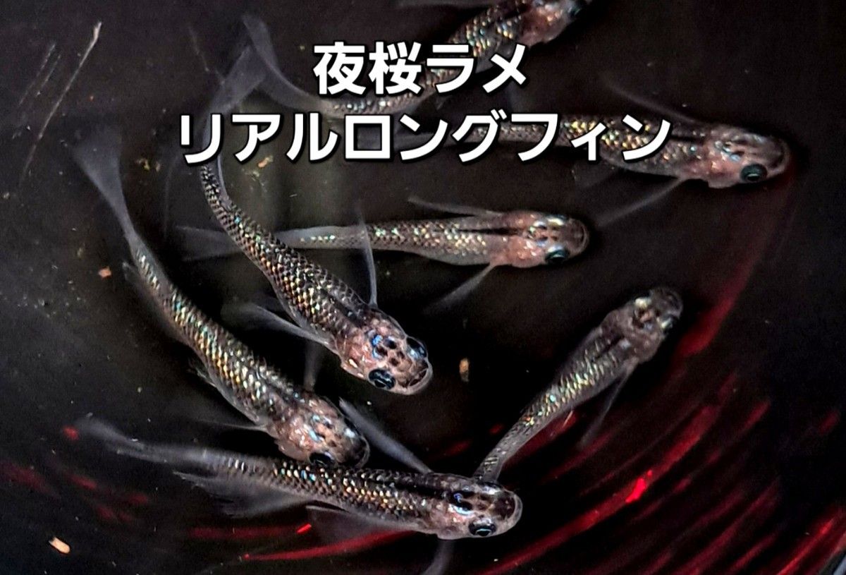 トム様専用ページです メダカの有精卵|Yahoo!フリマ(旧PayPayフリマ)
