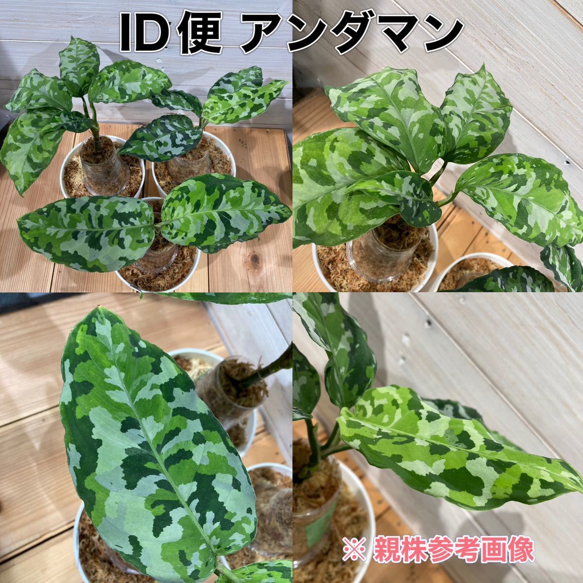 ヤフオク! - ID便 アグラオネマ ピクタム トリカラー アンダマン ナ...