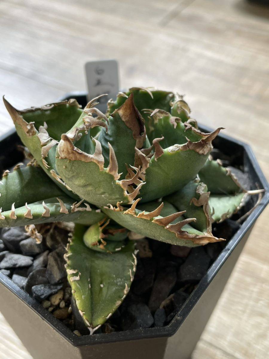 lize産子株】皇冠 アガベ チタノタ 狂刺 連刺 AGAVE TITANOTA lize産子株】皇冠 アガベ チタノタ 狂刺 連刺 AGAVE TITANOTA