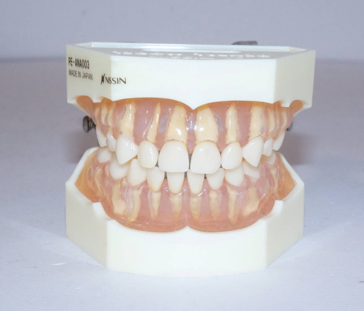 NISSIN 複製歯牙着脱顎模型 乳歯 PE-ANA003 小児 歯科 模型 顎模型 額