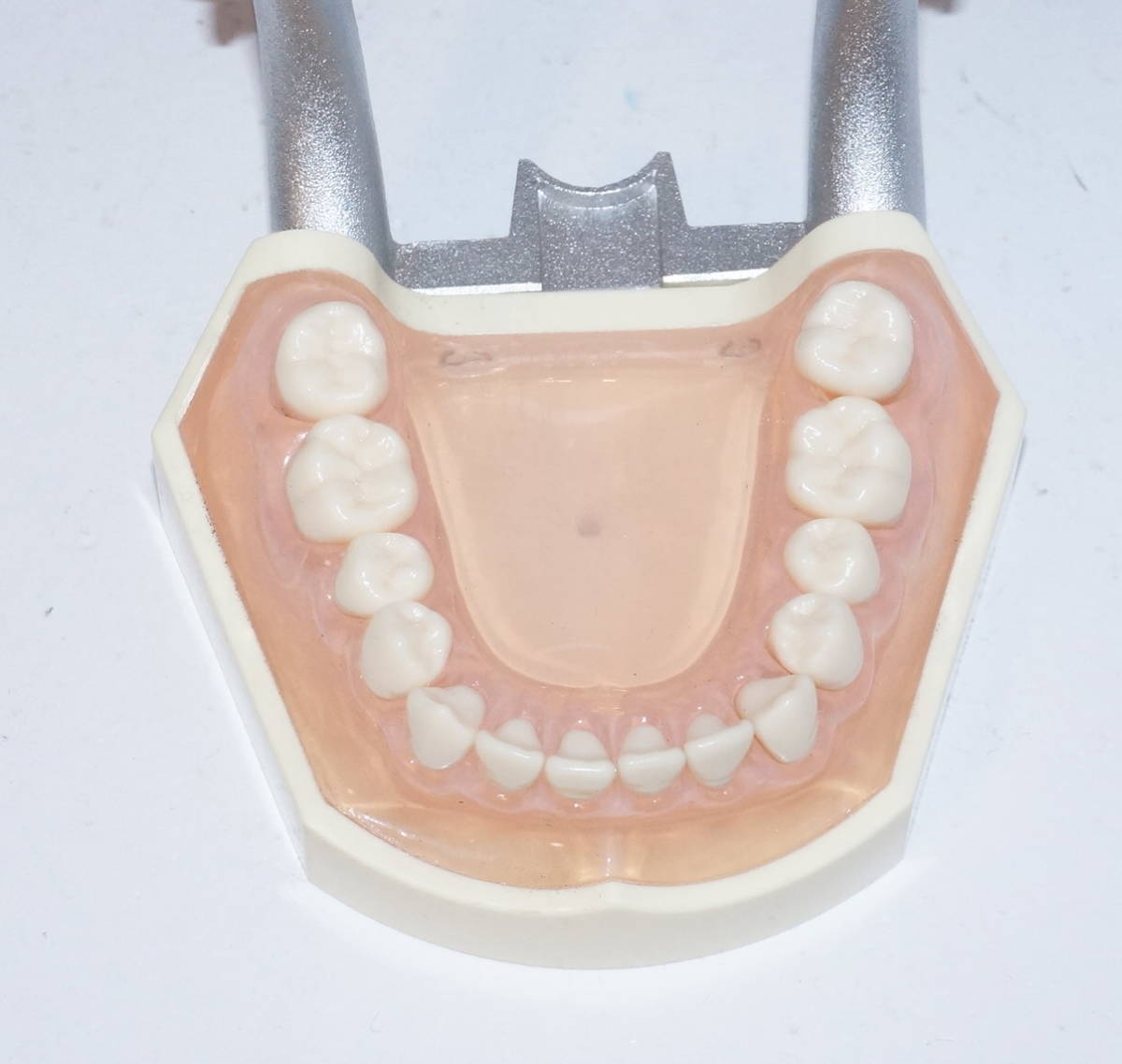 歯科 模型 ニッシン 複製歯牙着脱模型 PE-ANA009 顎模型 NISSIN