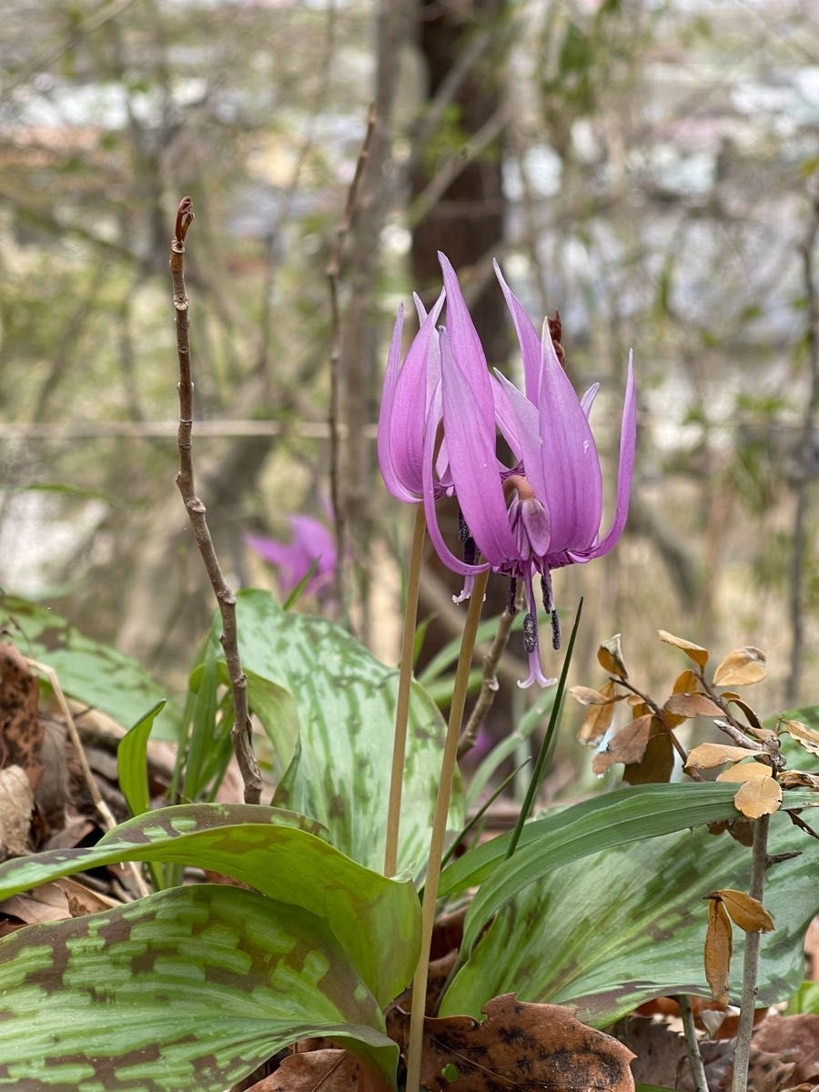 貴重 ■天然　カタクリ ☆ 花の 球根 3個 片栗 山野草　■東北産　ゆうパケット　特急発送　自然栽培　神秘