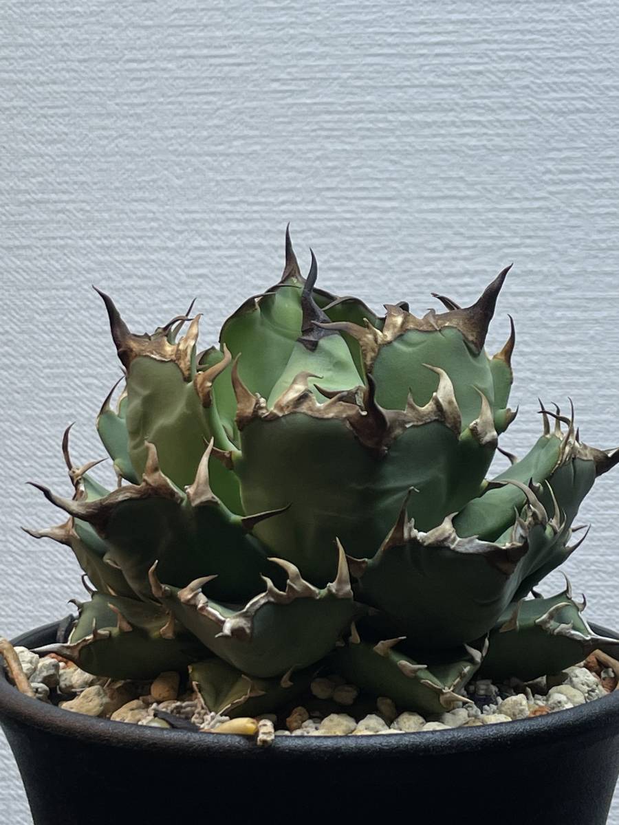 アガベ Agave TITANOTA チタノタ 姫厳竜① 中株 発根済 検）オテロイ 白鯨 農大 CR-01の画像1