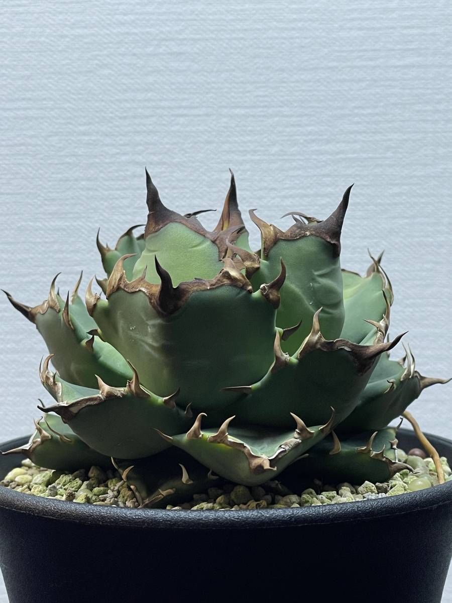 アガベ Agave TITANOTA チタノタ 姫厳竜② 中株 発根済 検）オテロイ 白鯨 農大 CR-01の画像1