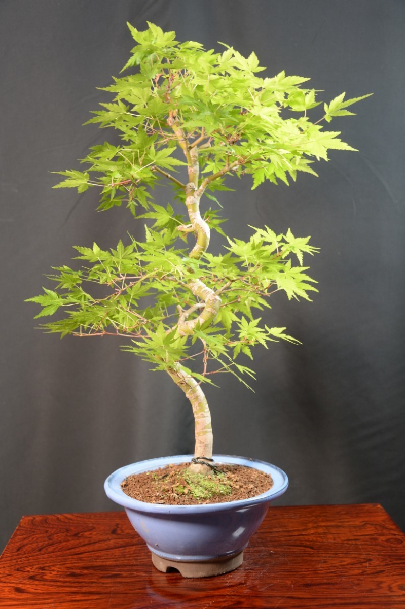 [ red pine .] bonsai *momiji*11