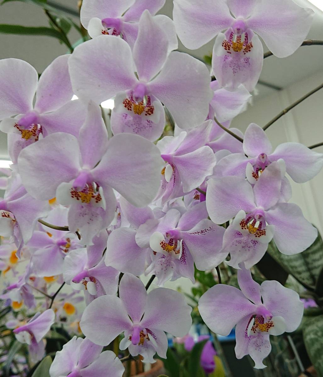 洋蘭 原種 Phal. schilleriana (Silver Leaf) ファレノプシス 洋蘭 原種 Phal. schilleriana (Silver Leaf) ファレノプシス