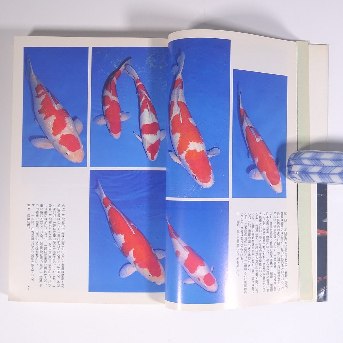 錦鯉 にしきごい 田垣伸夫 カラーポケットガイド マリン企画 1983 単行本 魚_画像7