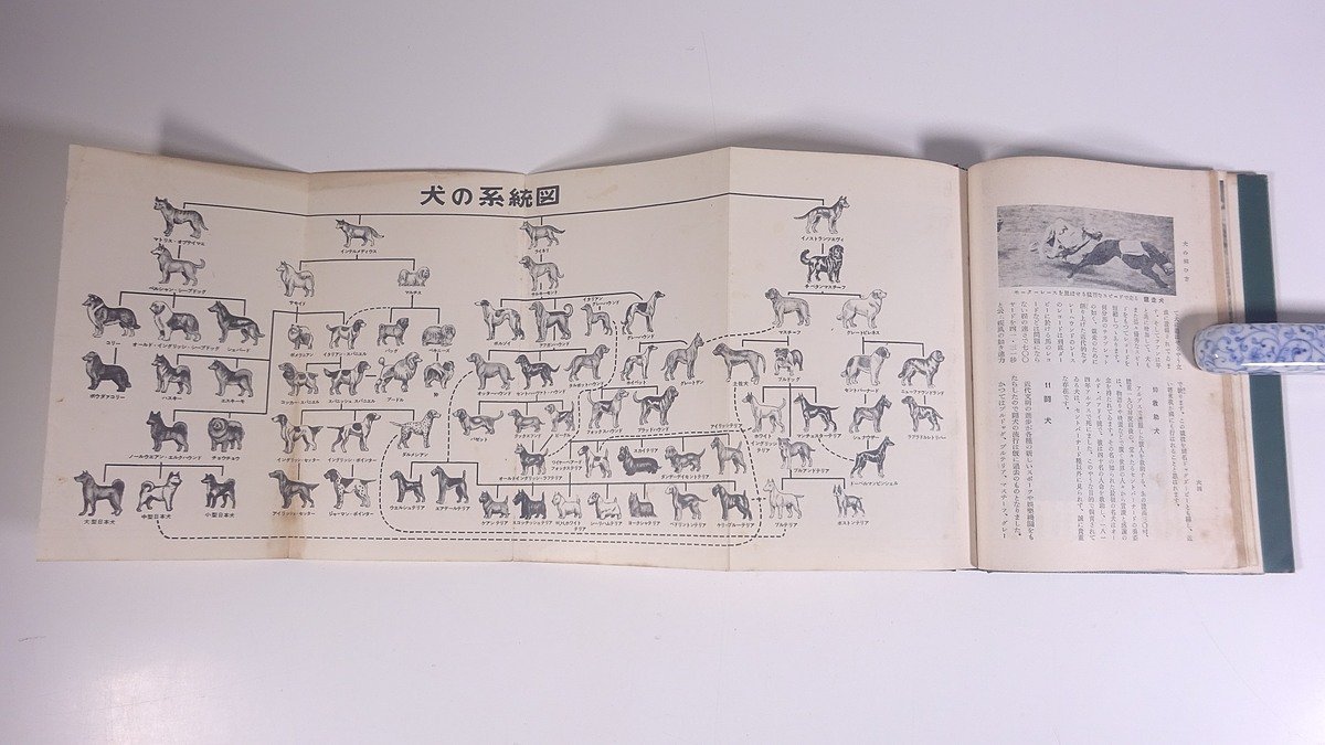  dog. .. person Oono . one large Izumi bookstore Showa era two three year 1948 old book separate volume pet dog Wolf * dog . spaniel . is undo. terrier . another 