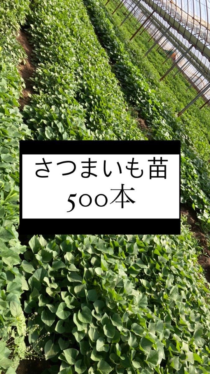 さつまいも苗500本 www.mooz.re