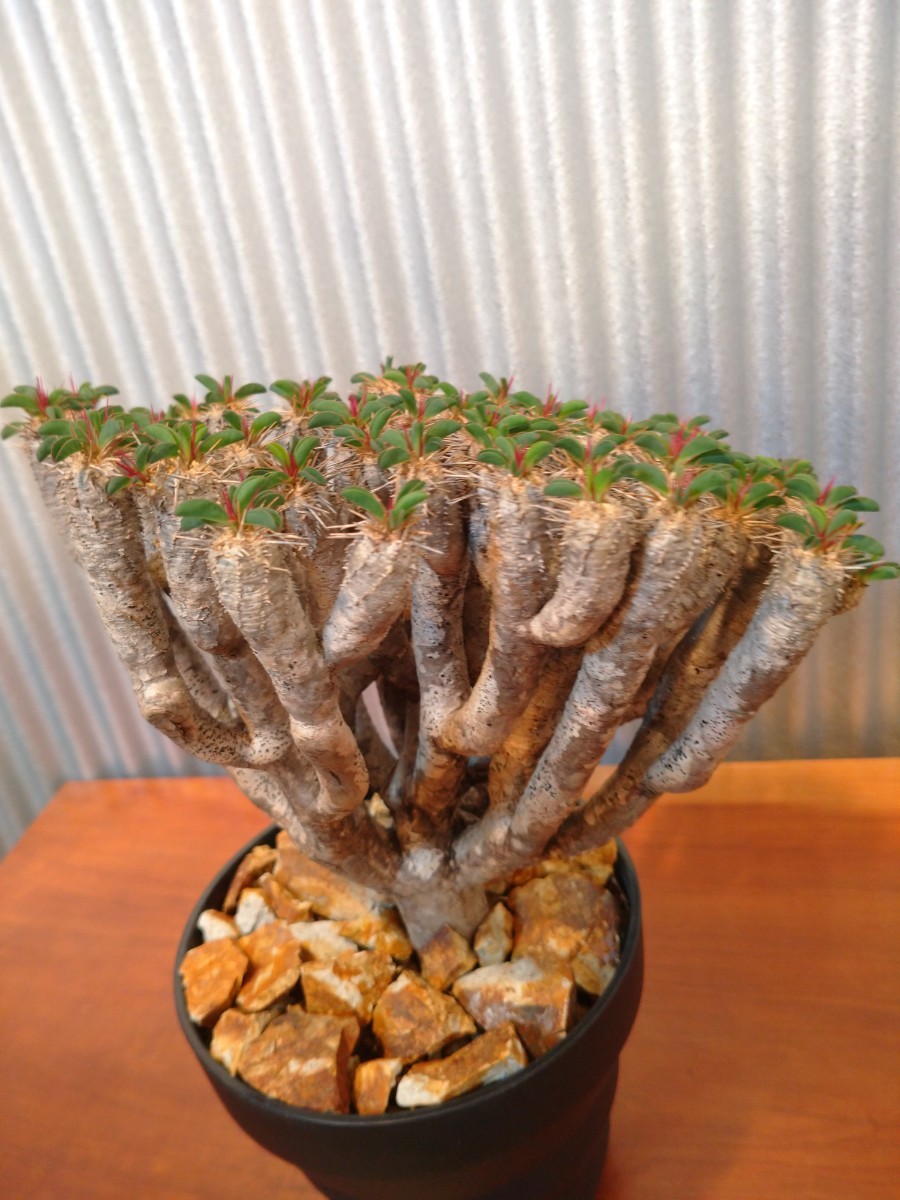 ギラウミニアナ ユーフォルビア 発根済 大株 多肉植物 コーデックス