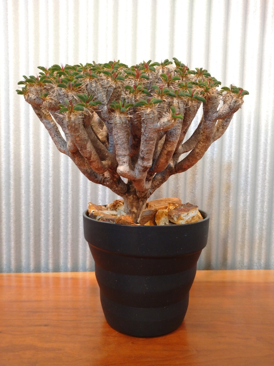 ギラウミニアナ ユーフォルビア 発根済 大株 多肉植物 コーデックス