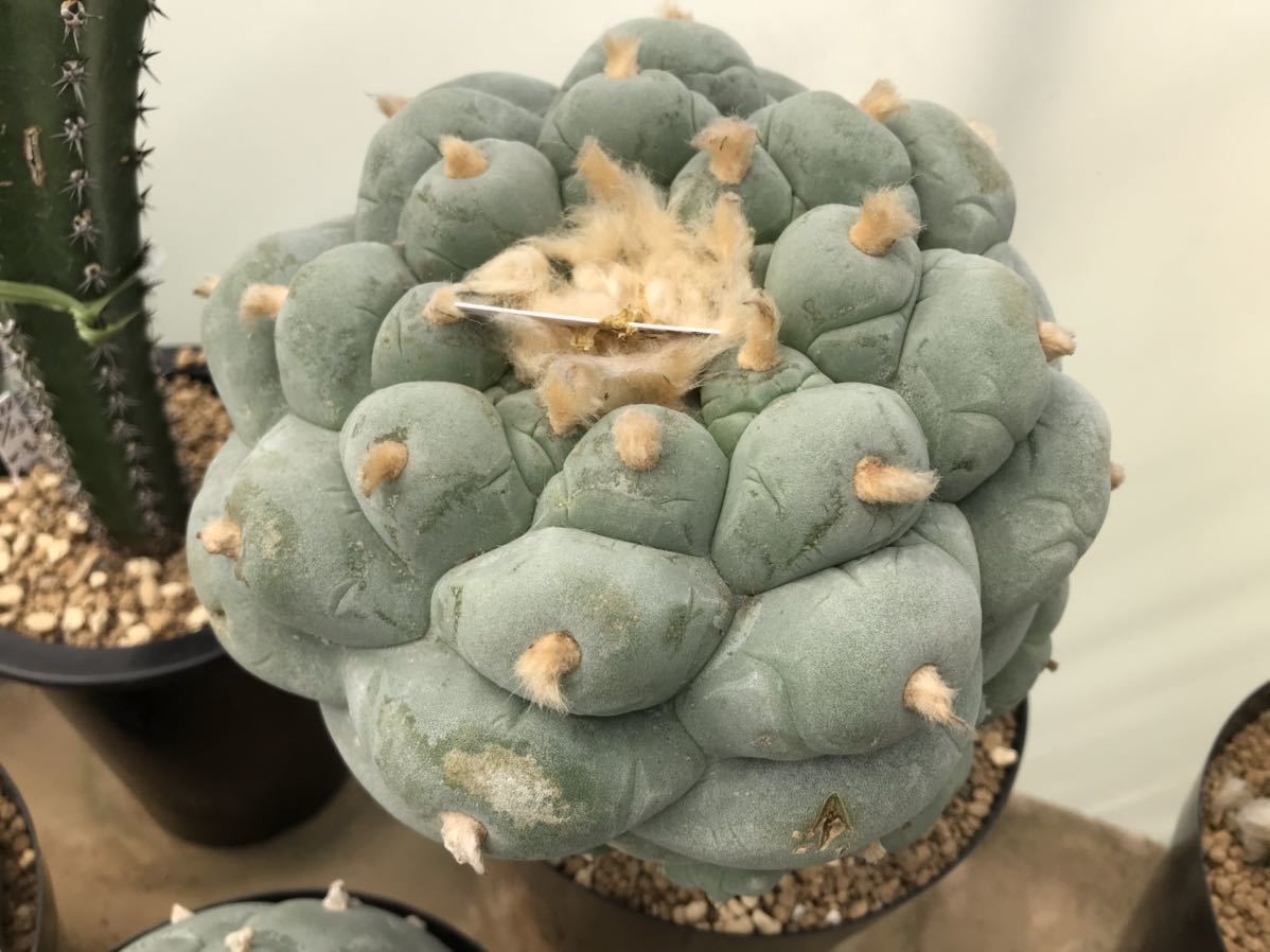 ☆サボテン・多肉植物☆ 疣銀冠玉 カキコ苗① | qarta.com.bo
