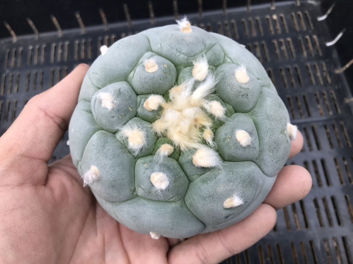 ☆サボテン・多肉植物☆ 疣銀冠玉 カキコ苗① | qarta.com.bo