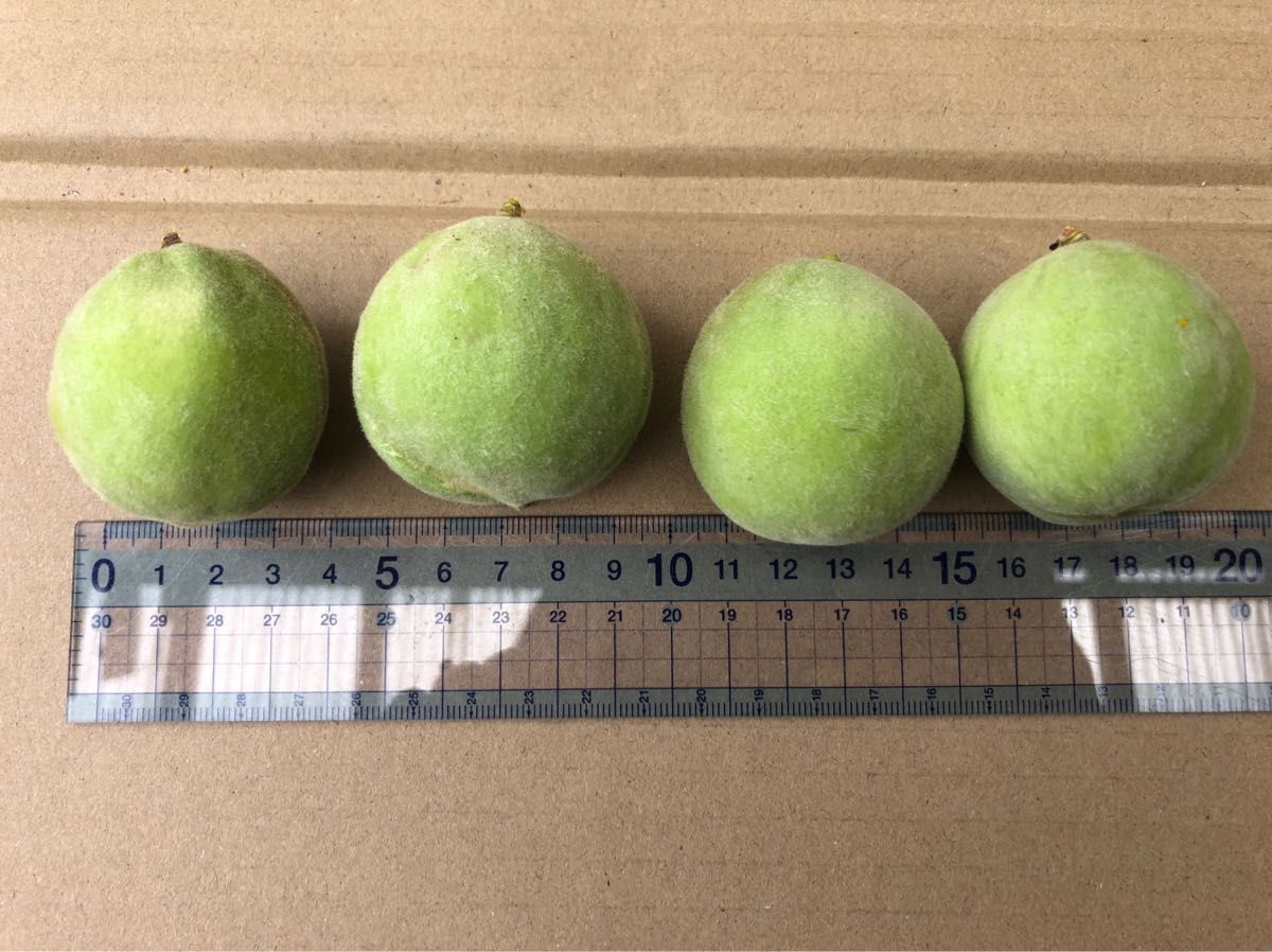 岡山県産 白桃 清水白桃 若桃 加工用 コンパクト箱1.2キロ 5/27摘果 5/28発送 岡山県産 清水白桃 13個入り