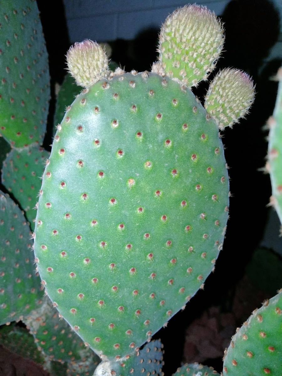 opuntia rufida purple オプンチア サボテン ウチワサボテン 多肉植物