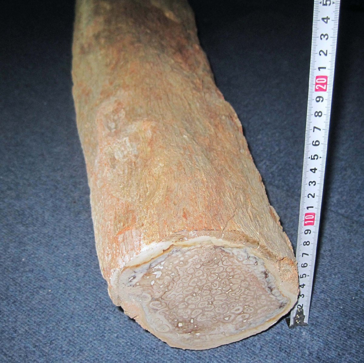 ブラジルの白亜紀の木生シダの珪化木/珍しい大型標本 約１４ｃｍΦｘ７５ｃｍの画像1