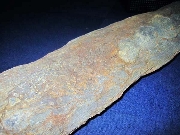 ブラジルの白亜紀の木生シダの珪化木/珍しい大型標本 約１４ｃｍΦｘ７５ｃｍの画像6