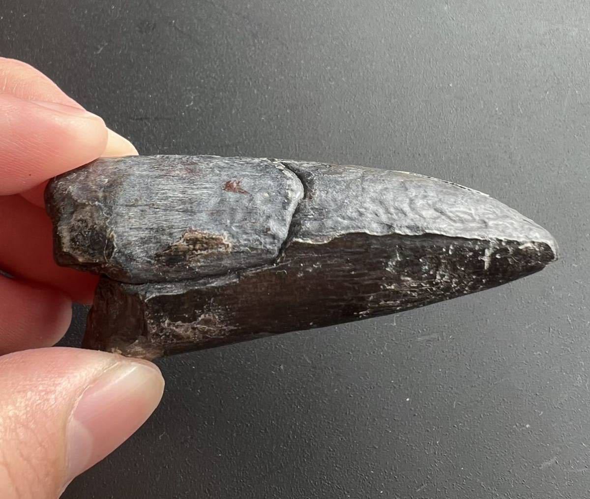 希少 サルコスクスの歯 ワニ 恐竜 化石 白亜紀 ニジェール