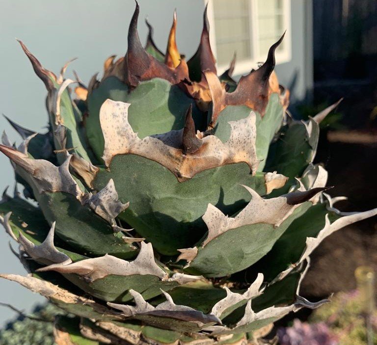 22 Agave titanota inferno アガベ チタノタ インフェルノ 22 Agave titanota inferno アガベ チタノタ インフェルノ