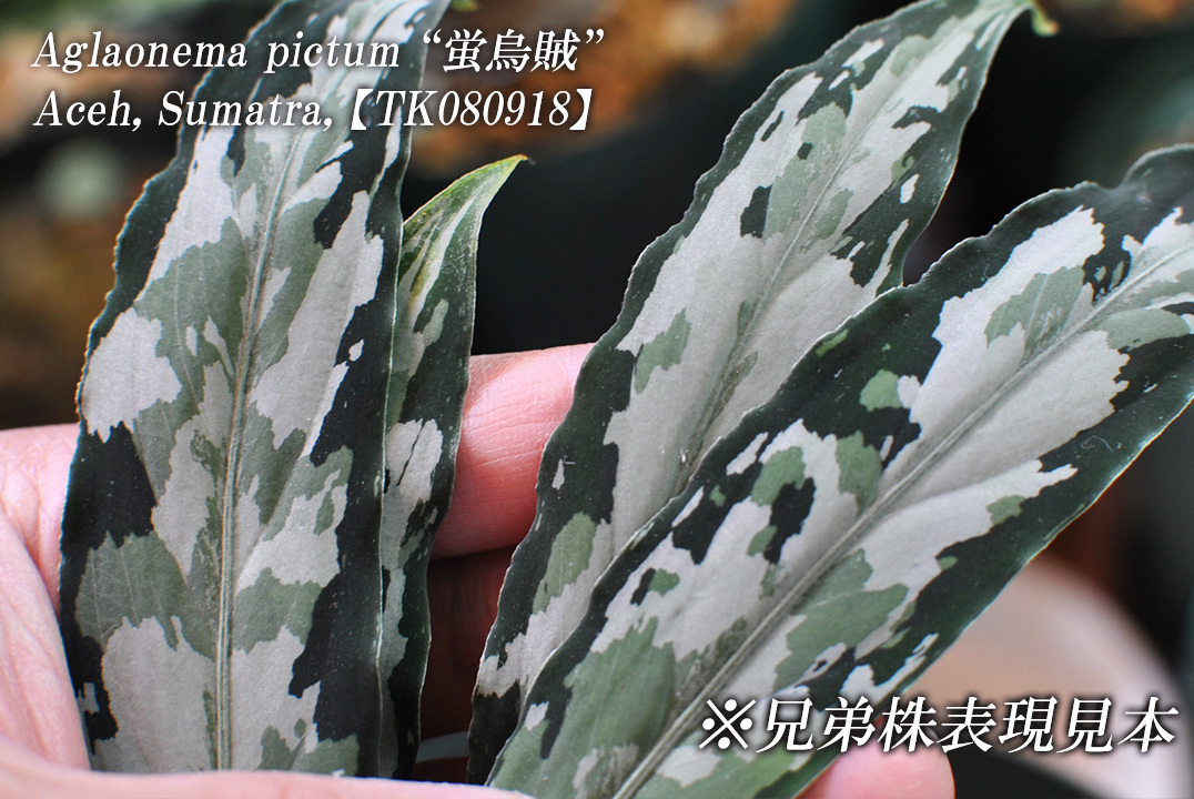 Aglaonema pictum ”蛍烏賊” 【TK080918】アグラオネマ ピクタム ほたる