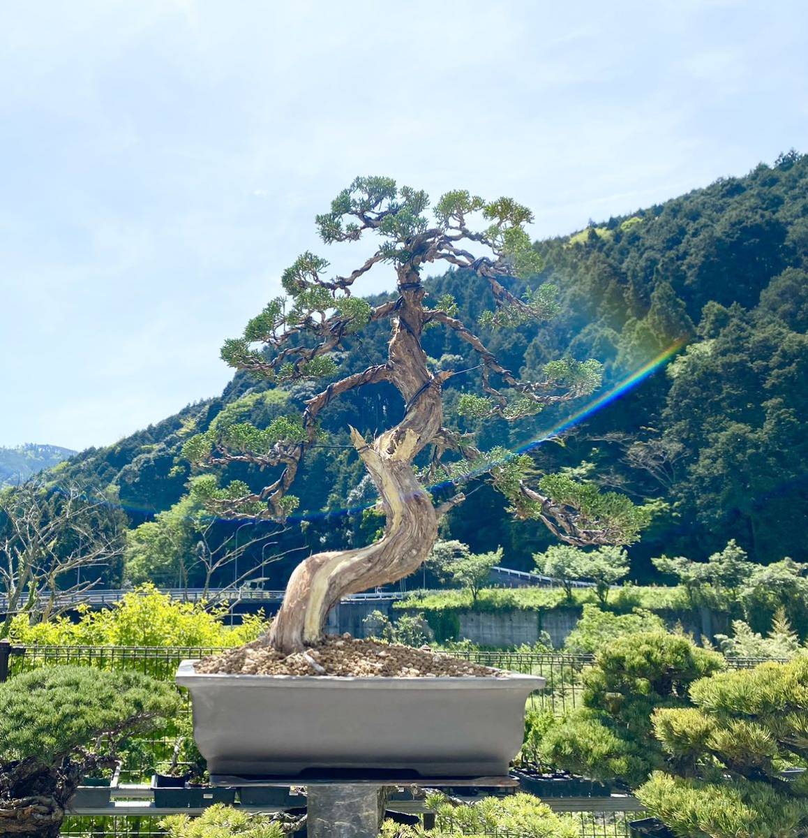 白木盆栽園 真柏 樹高69センチ 盆栽黒松赤松五葉松真柏雑木新しい趣味