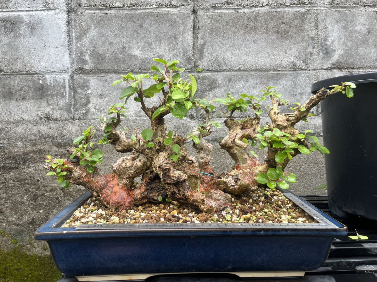 奄美大島産 サルスベリ 大品盆栽 素材 樹齢50年以上 盆栽 - 盆栽