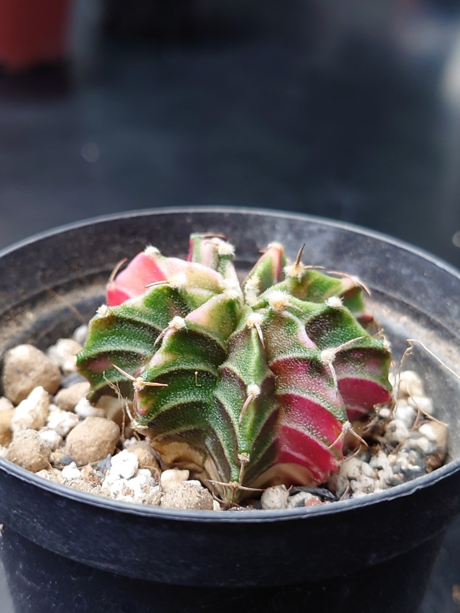 多肉植物 韓国苗 緋牡丹錦 LB2178 ⑮ 多肉植物 韓国苗 緋牡丹錦 LB2178 ⑮