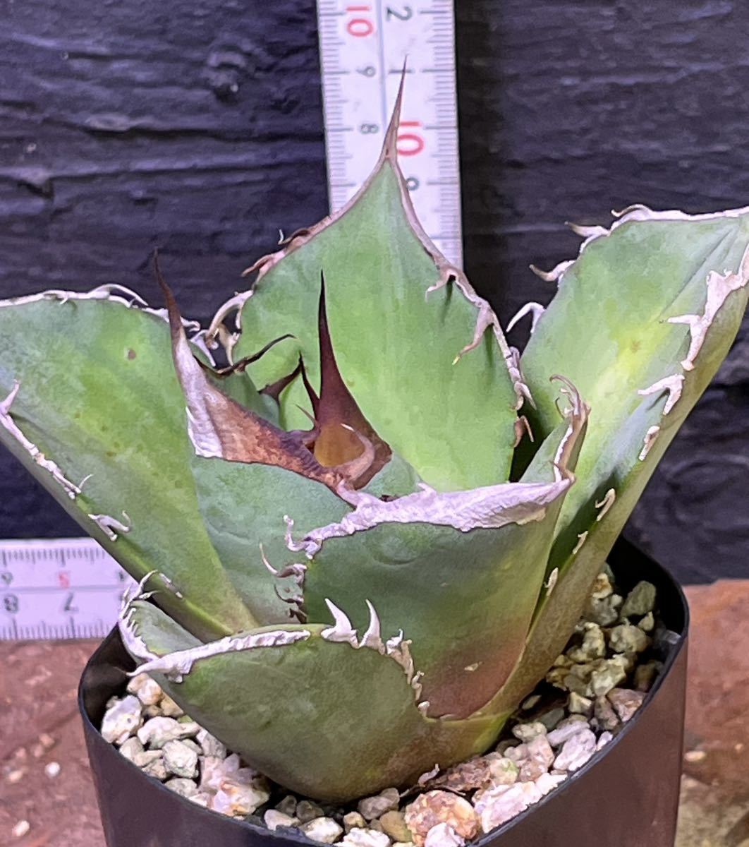 クリアランス卸売り 【AGAVE TITANOTA DWARF実生】アガベ チタノタ