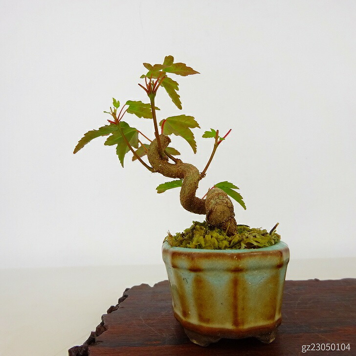  bonsai maple mini bonsai height of tree approximately 7cm maple Acer maple . leaf maple . deciduous tree .. for small goods reality goods 