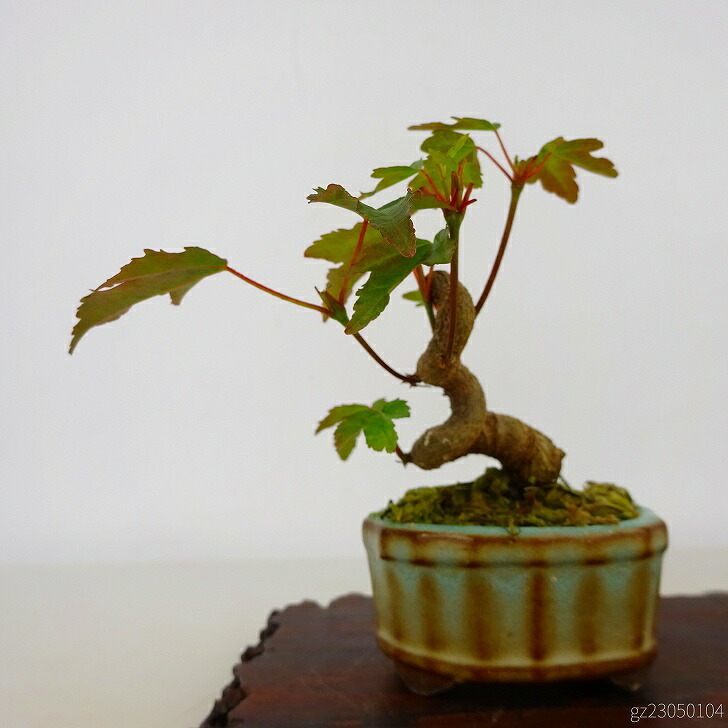  bonsai maple mini bonsai height of tree approximately 7cm maple Acer maple . leaf maple . deciduous tree .. for small goods reality goods 