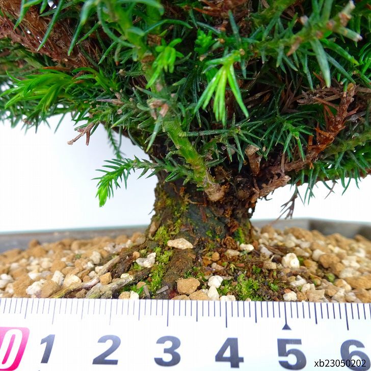  бонсай криптомерия высота дерева примерно 25cm..Cryptomeria japonicasgi кипарис .sgi. вечнозеленое дерево .. для на данный момент товар 