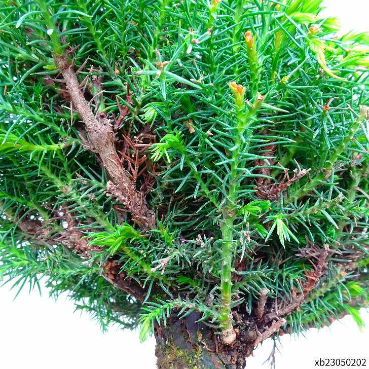  бонсай криптомерия высота дерева примерно 25cm..Cryptomeria japonicasgi кипарис .sgi. вечнозеленое дерево .. для на данный момент товар 
