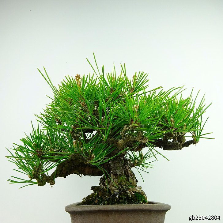 盆栽 松 黒松 樹高 約16cm くろまつ Pinus thunbergii クロマツ マツ科 常緑針葉樹 観賞用 小品 現品_画像2