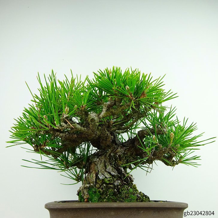 盆栽 松 黒松 樹高 約16cm くろまつ Pinus thunbergii クロマツ マツ科 常緑針葉樹 観賞用 小品 現品_画像3