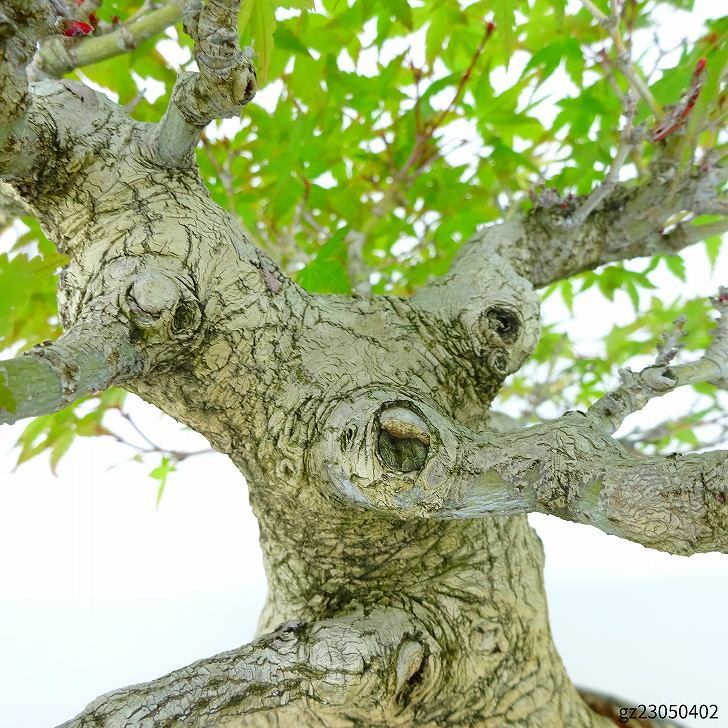  бонсай . лист высота дерева примерно 22cm клен высококлассный бонсай Acer palmatummomiji клён . листопадные растения .. для на данный момент товар 