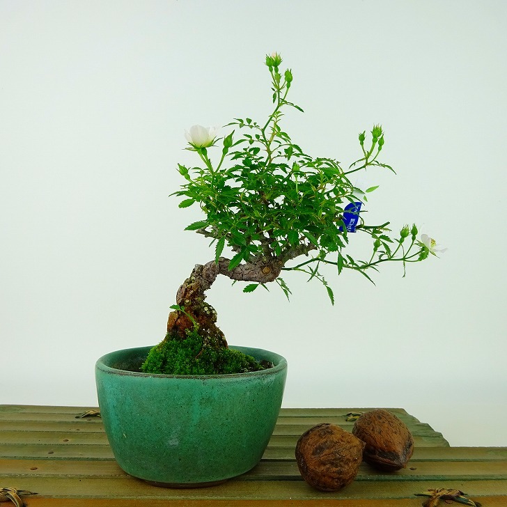  bonsai rose height of tree approximately 15cm..Rosa rose white one -ply rose . deciduous tree .. for small goods reality goods 