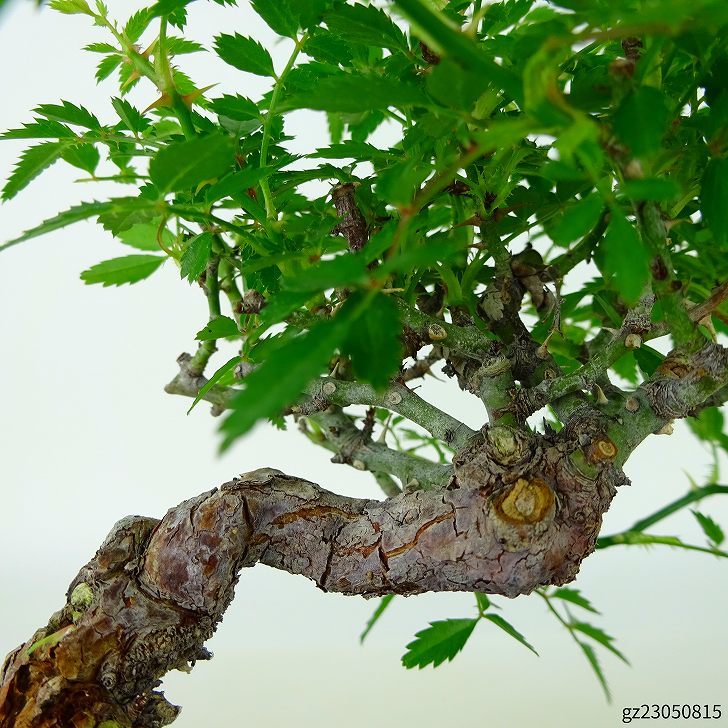  bonsai rose height of tree approximately 15cm..Rosa rose white one -ply rose . deciduous tree .. for small goods reality goods 