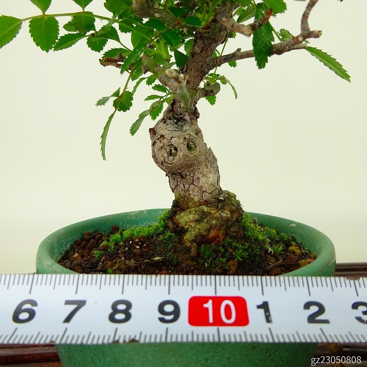  bonsai rose . small block height of tree approximately 17cm..Rosa rose one -ply rose . deciduous tree .. for small goods reality goods 