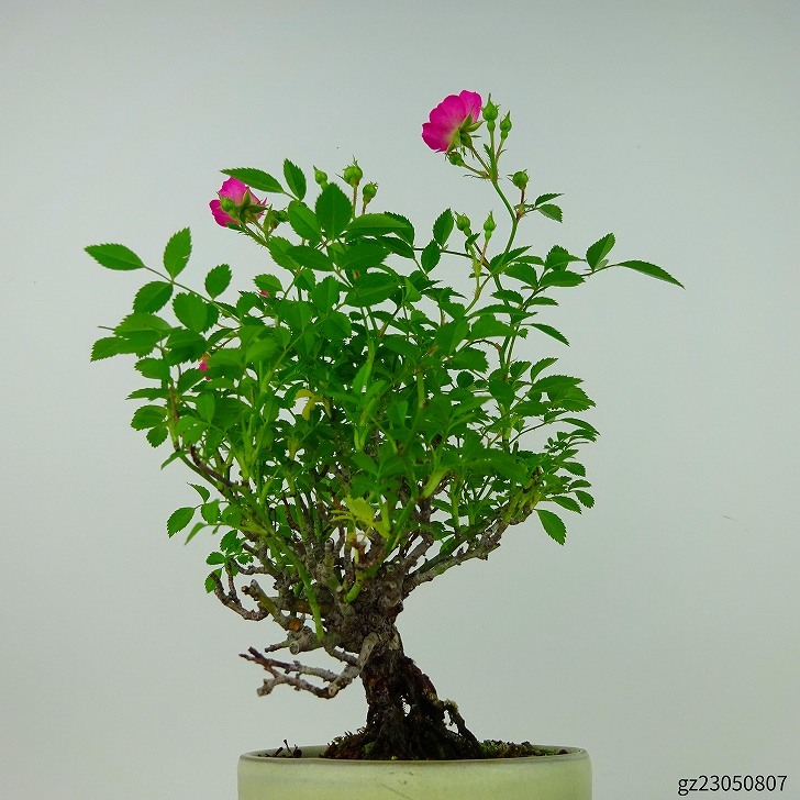  бонсай роза . маленький блок высота дерева примерно 19cm..Rosa роза один -слойный роза . листопадные растения .. для маленький товар на данный момент товар 
