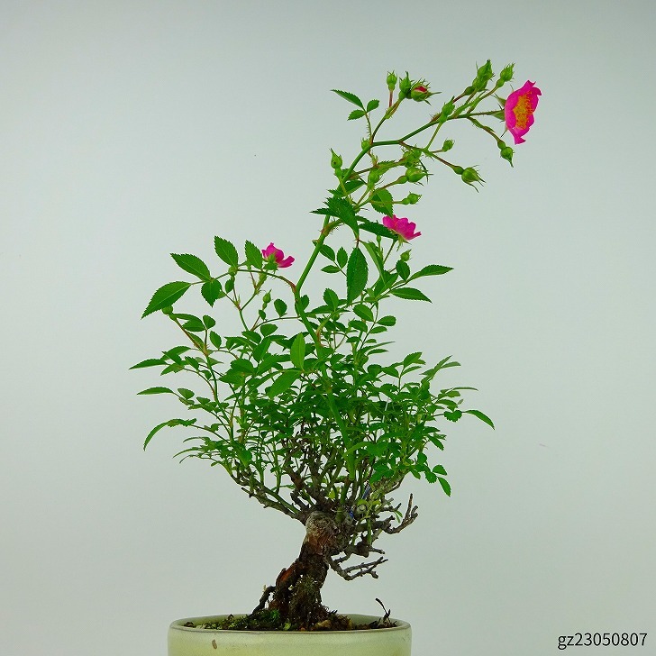 бонсай роза . маленький блок высота дерева примерно 19cm..Rosa роза один -слойный роза . листопадные растения .. для маленький товар на данный момент товар 