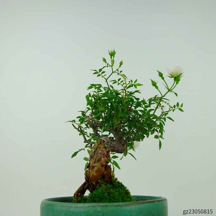  bonsai rose height of tree approximately 15cm..Rosa rose white one -ply rose . deciduous tree .. for small goods reality goods 