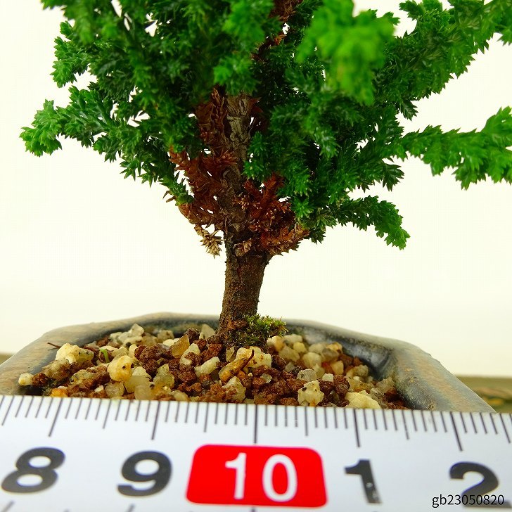  bonsai . stone .. mini bonsai height of tree approximately 9cm..... .Chamaecyparis obtusaseka hinoki hinoki . evergreen tree .. for small goods reality goods 