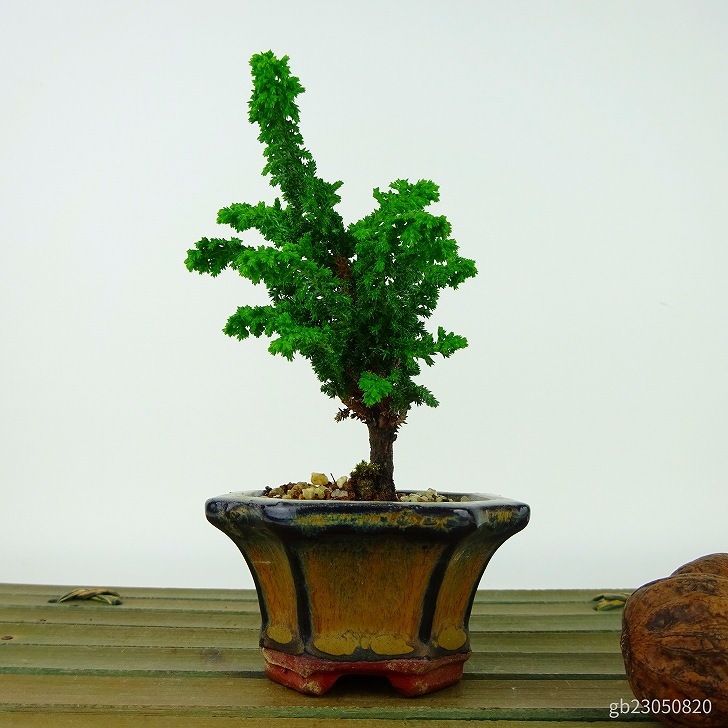  bonsai . stone .. mini bonsai height of tree approximately 9cm..... .Chamaecyparis obtusaseka hinoki hinoki . evergreen tree .. for small goods reality goods 