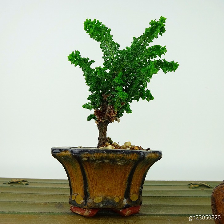  bonsai . stone .. mini bonsai height of tree approximately 9cm..... .Chamaecyparis obtusaseka hinoki hinoki . evergreen tree .. for small goods reality goods 