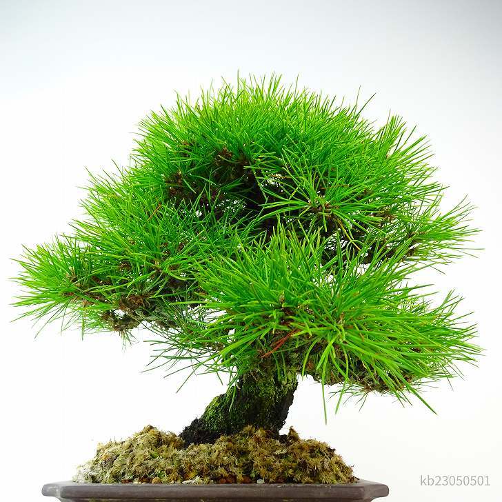 熱販売 盆栽 松 黒松 樹高 31cm くろまつ 高級盆栽 Pinus thunbergii