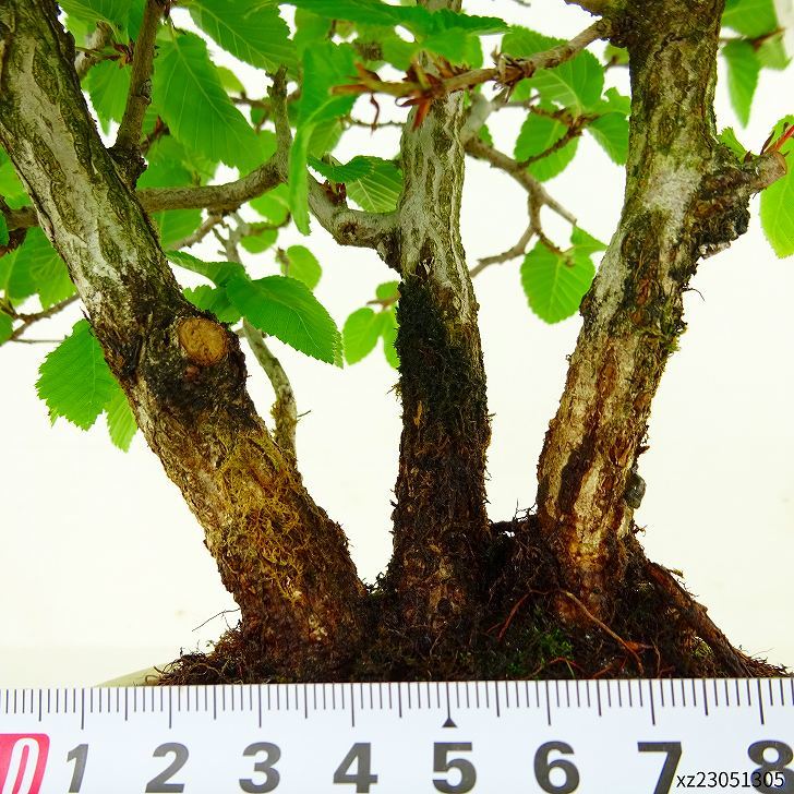 盆栽 岩四手 樹高 約26cm いわしで Carpinus turczaninovii イワシデ カバノキ科 落葉樹 観賞用 現品_画像5