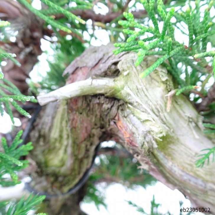 盆栽 真柏 樹高 32cm しんぱく 高級盆栽 Juniperus chinensis シンパク