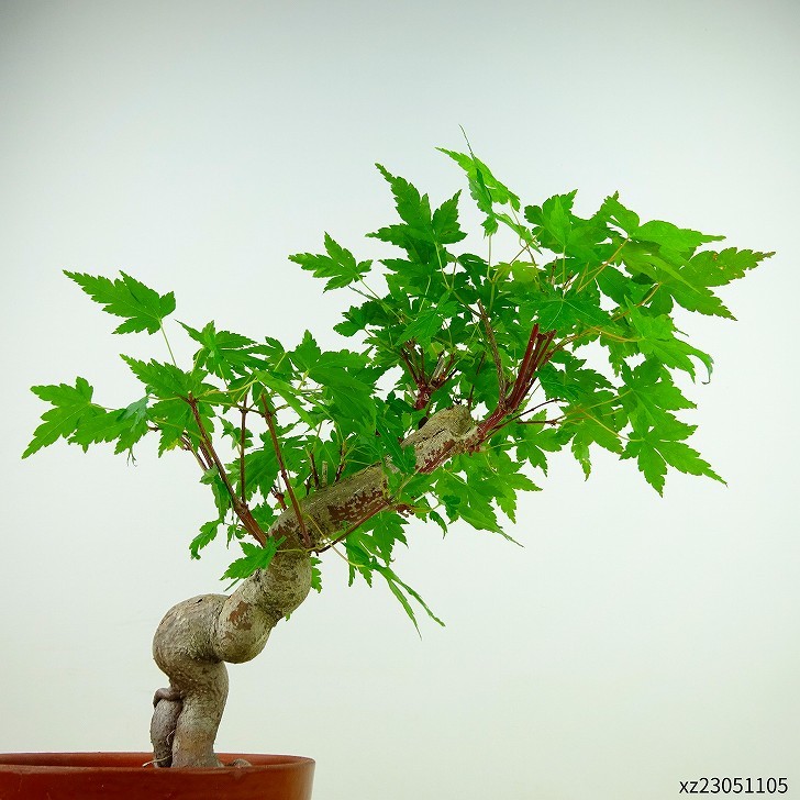 盆栽 紅葉 樹高 約25cm もみじ Acer palmatum モミジ カエデ科 落葉樹 観賞用 現品_画像3